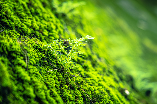 Moss texture, background with copy space