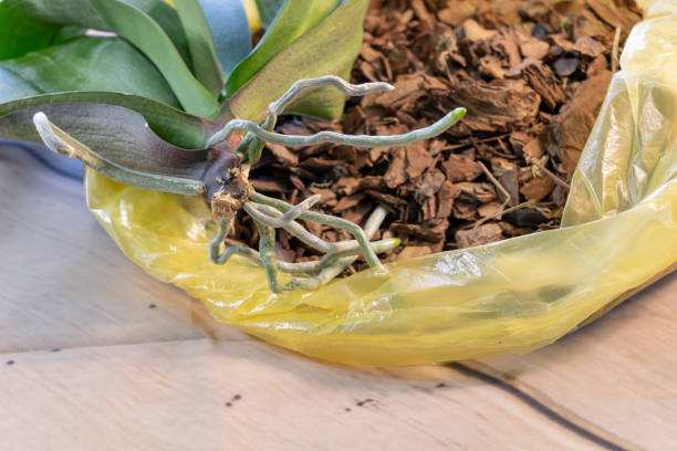istock The orchid is ready for planting in the bark 1277077784