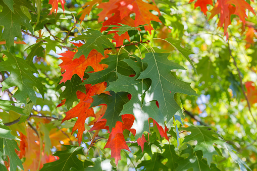 Branches of northern red oak with green and red leaves at the beginning of autumn close-up, background