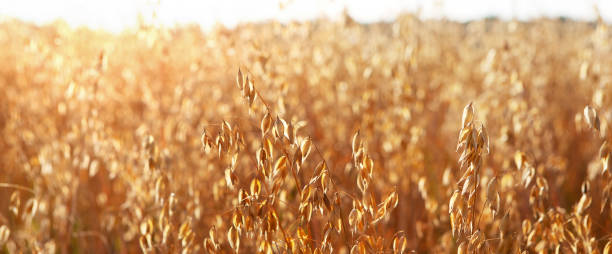 istock Oat cereal fields with blue sky on a sunny summer day before harvest 1277078882