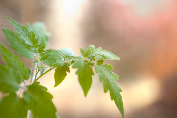 one tomato sprout in a plastic container by the window with sunlight
