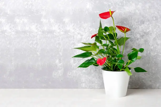Photo of House plant Anthurium in white flowerpot isolated on white table and gray background Anthurium is heart - shaped flower Flamingo flowers or Anthurium andraeanum, Araceae or Arum symbolize hospitality