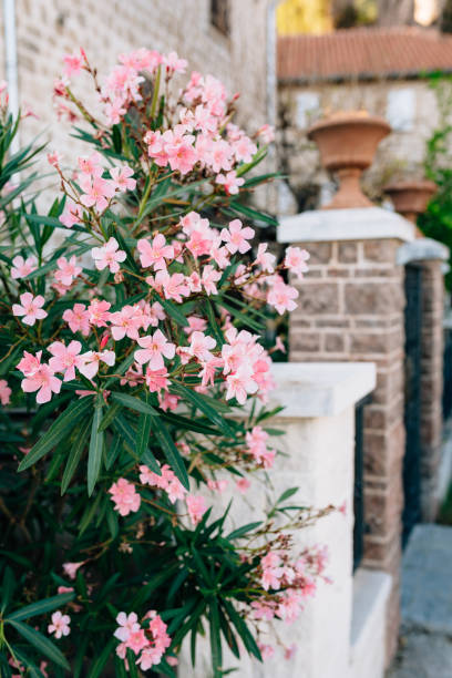 oleander busch vor dem hintergrund des tores mit ziegelsäulen am haus. - flower gift decoration domestic room stock-fotos und bilder