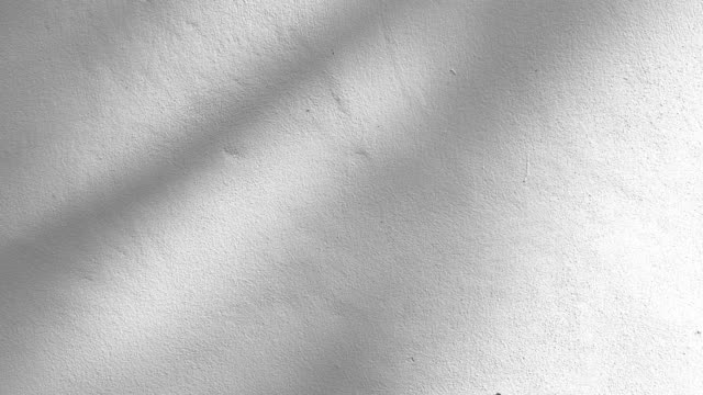 closeup the motion of shadows leaf with blowing wind on a white wall background