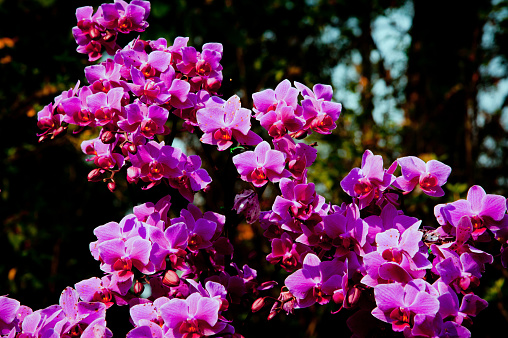 Fresh luxury bunch of purple orchid flowers in bright sunlight against dark backgrounds