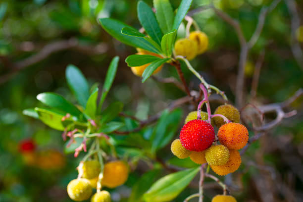 Close up of the Strawberry tree branch with fruits
