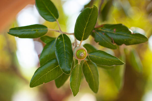 istock Te Strawberry tree branch with acorns 1277082538