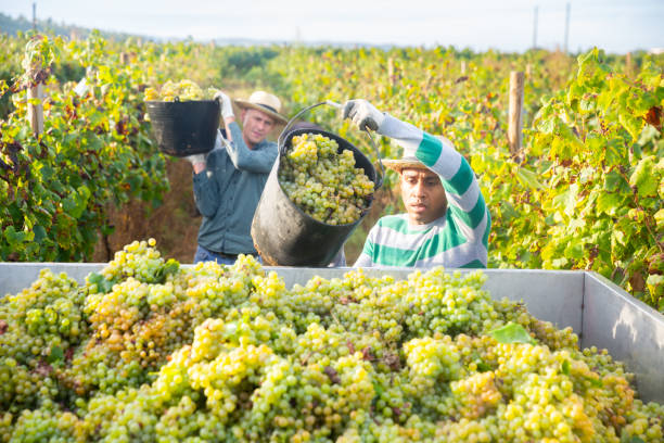 istock Hispanic farm worker loading freshly picked grapes in truck 1277083700