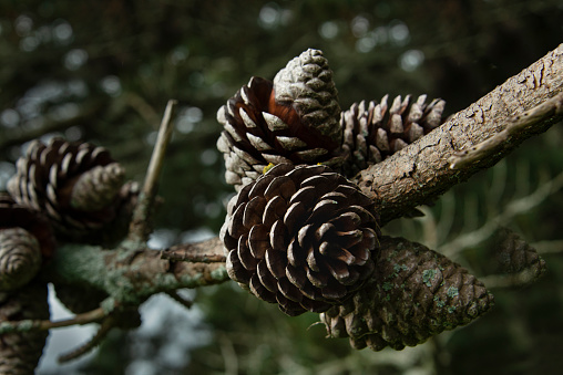 Dried pinecones on pine tree branches