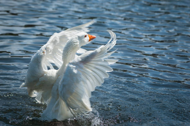 istock A white goose with orange beak flapping its wings in water. Goose's head is in focus with blurred wings showing the motion. 1277084490