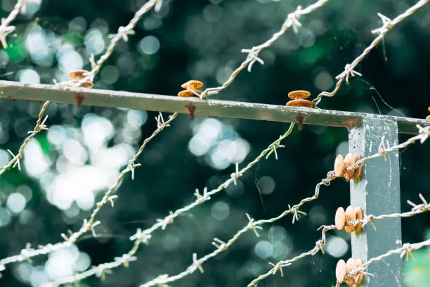 Multiple strands of a barbed wire fence with attachment points on metal pole and strut in close up outdoors against leafy green trees