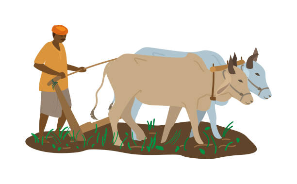 ilustrações, clipart, desenhos animados e ícones de campo de arado agricultor indiano - oxen yoke