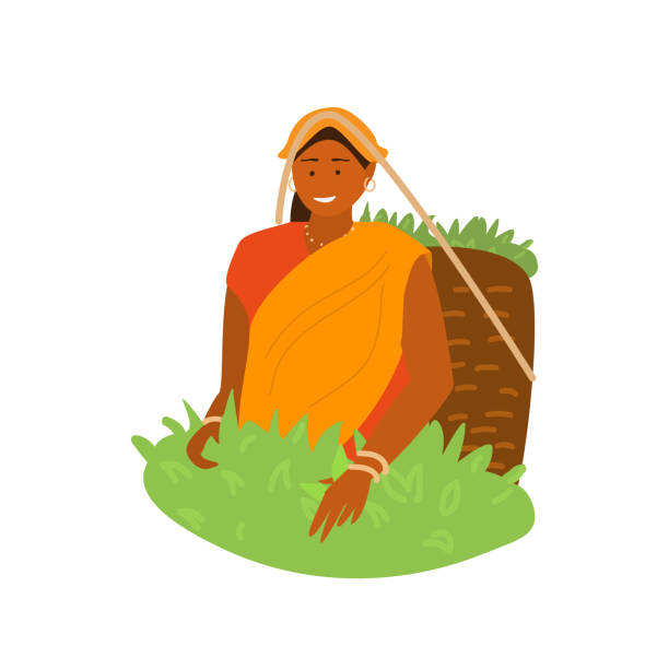 indian woman picking tea Vector illustration of young smiling  indian village woman in traditional dress picking tea leaves in wicker basket on tea plantation. Traditional agriculture. Flat. assam stock illustrations