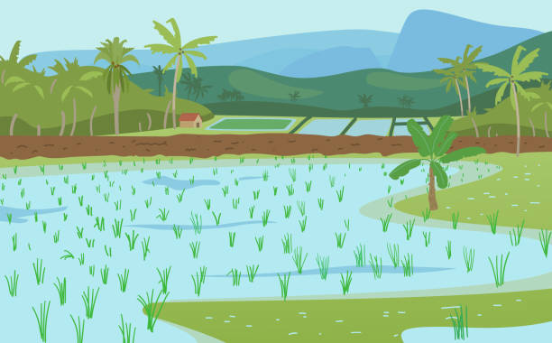 Rice Fields Stock Illustration - Download Image Now - Farm, Rice - Cereal  Plant, Rice Paddy - iStock