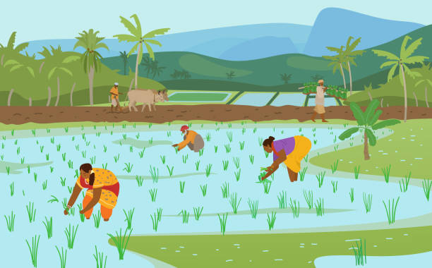 ilustraciones, imágenes clip art, dibujos animados e iconos de stock de campos de arroz con trabajadores - rice rice paddy farm agriculture