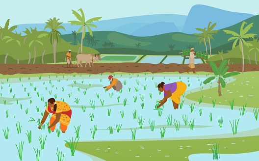 Vector Illustration Of Indian Rice Fields With Workers.Farmer Plowing Field With Pair Of Oxen, Carrying Rice Plants For Planting. Women Working In Rice Field. Authentic Traditional Agriculture.