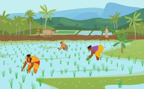 Vector illustration of Rice Fields With Workers