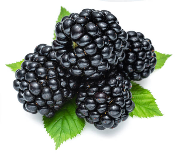 istock Blackberries with blackberry leaves isolated on a white background. 1277086250