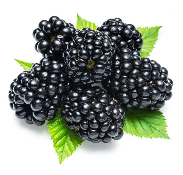 istock Blackberries with blackberry leaves isolated on a white background. 1277086343