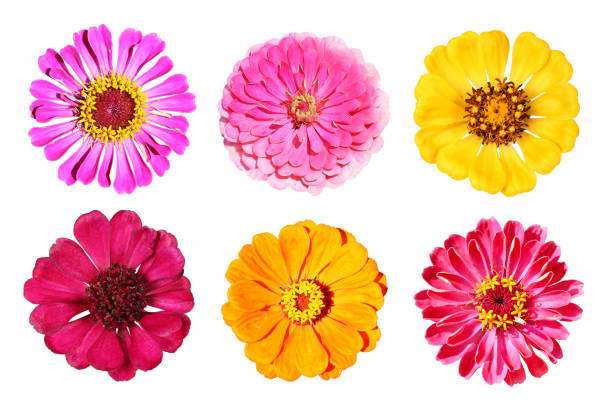 istock Various zinnia flowers from above, isolated 1277088017