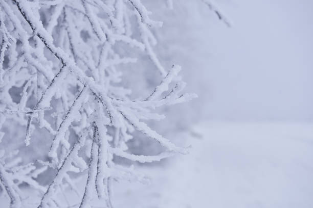 Winter Background with snow branches tree. Hoarfrost on twig