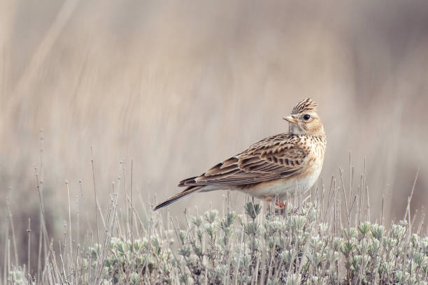 skylark eurasien, alauda arvensis, dans l’habitat de près - hillock photos et images de collection