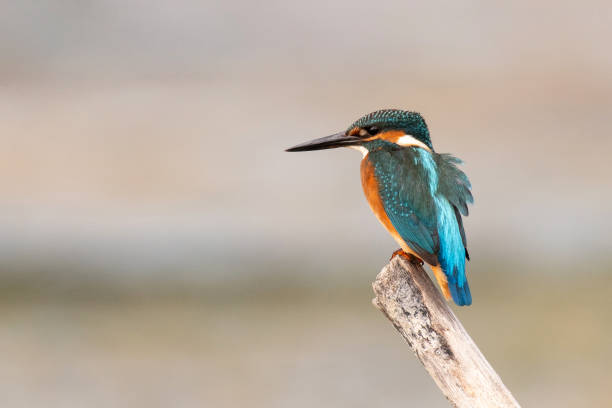 istock Common King Fisher sitting on branch looking for fish, Alcedo atthis 1277090254