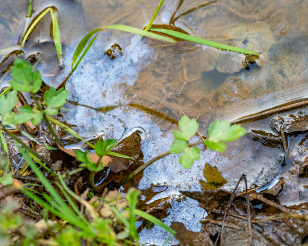 detalhe ribeirinho contaminado - leachate - fotografias e filmes do acervo