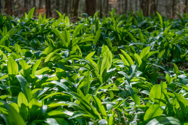 fresh spring vegetation sunny illuminated fresh green ramsons vegetation at spring time wild garlic leaves stock pictures, royalty-free photos & images