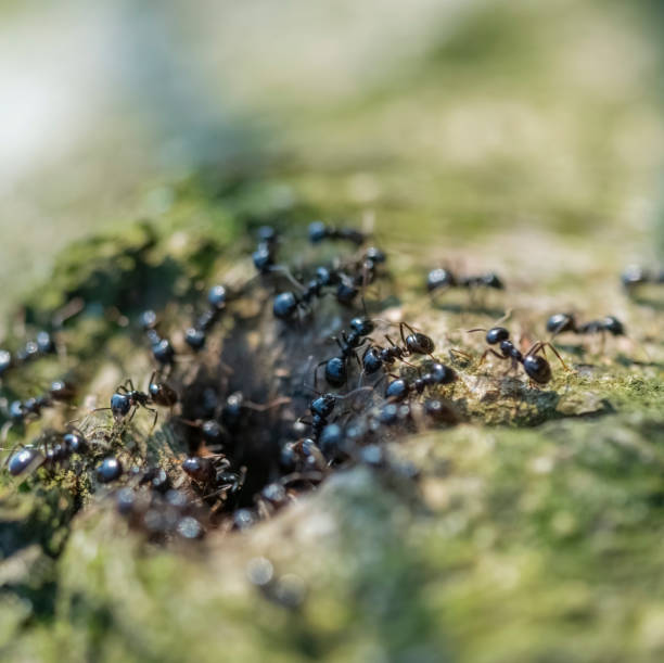jet black ants stock photo
