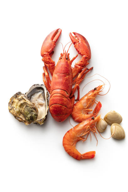 mariscos: langosta, camarón, ostras y almejas aislados sobre fondo blanco - crustáceo fotografías e imágenes de stock