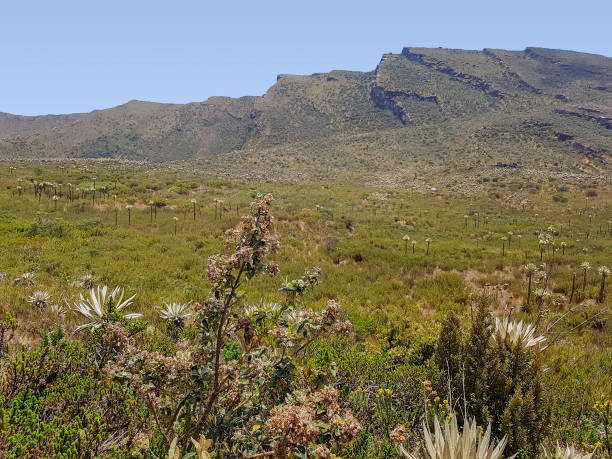 istock Chingaza National Natural Park 1277092117