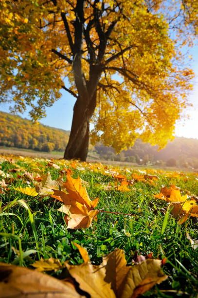 istock Landscape with autumn leaves on the grass 1277092429