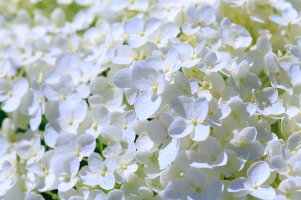 istock White hydrangea paniculata flower. Beautiful natural background. 1277093214