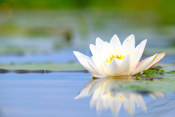 flor de lily de agua de cerca en un canal en la reserva natural de weerribben-wieden - wieden weerribben fotografías e imágenes de stock