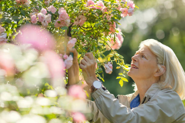 istock Senior woman caring for her roses 1277097254