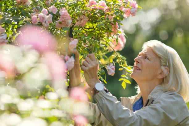 senior woman caring for her roses - senior women rose women flower bed imagens e fotografias de stock