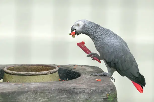 Photo of African Grey Parrot eating a red chilly inside a cage