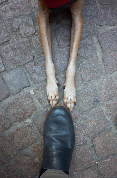 istock The dog's friendship 1277098093