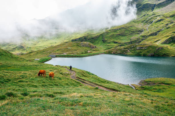 szwajcarskie alpy góry grindelwald pierwszy szlak turystyczny jeziora bachalpsee w szwajcarii - interlaken mountain meadow switzerland zdjęcia i obrazy z banku zdjęć