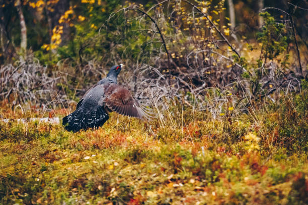 Male of western Capercaillie in colorful fall forest Male of western Capercaillie in colorful fall forest in Finland grey partridge perdix perdix stock pictures, royalty-free photos & images