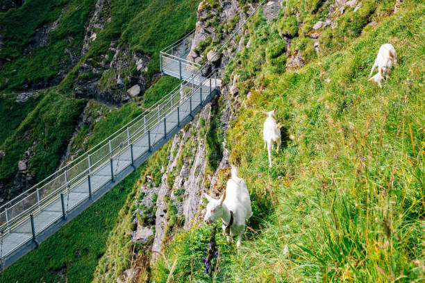 schweizer alpenberg grindelwald erster klippenweg mit ziege in der schweiz - hill grindelwald village landscape stock-fotos und bilder
