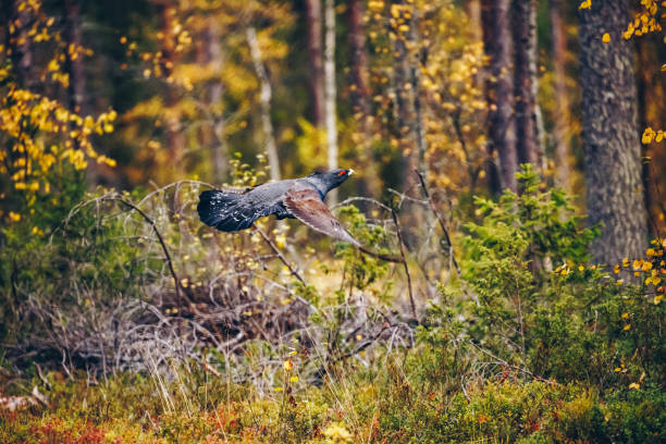 hombre de capercaillie occidental en colorido bosque de otoño - urogallo fotografías e imágenes de stock