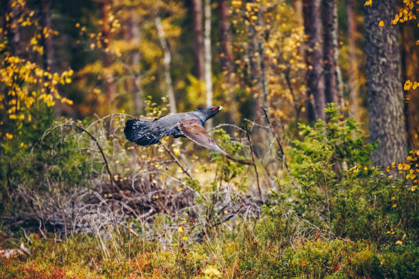 mâle de capercaillie occidental dans la forêt colorée d’automne - grand tétras photos et images de collection