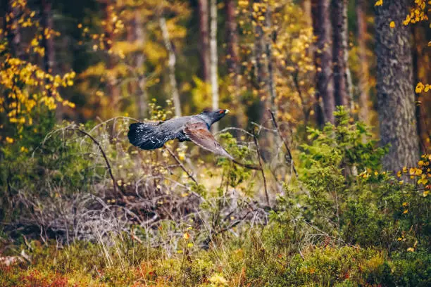 Male of western Capercaillie in colorful fall forest in Finland
