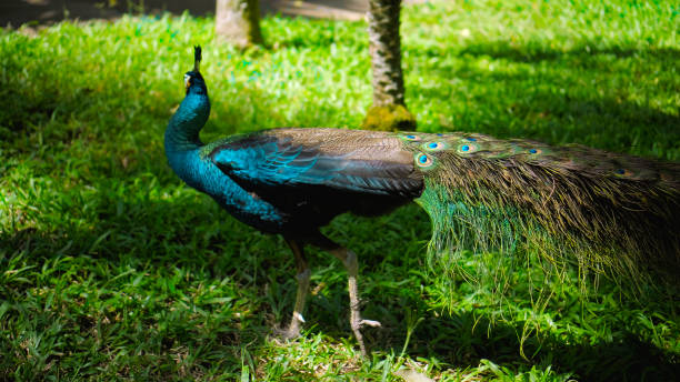 istock A large peacock with blue feathers in its usual habitat with green 1277099006