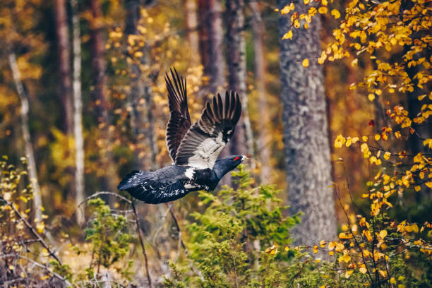 Male of western Capercaillie in colorful fall forest Male of western Capercaillie in colorful fall forest in Finland capercaillie grouse stock pictures, royalty-free photos & images