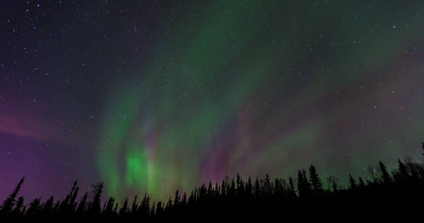 Free Stock Photo of Aurora Borealis Glowing Above Forest | Download ...