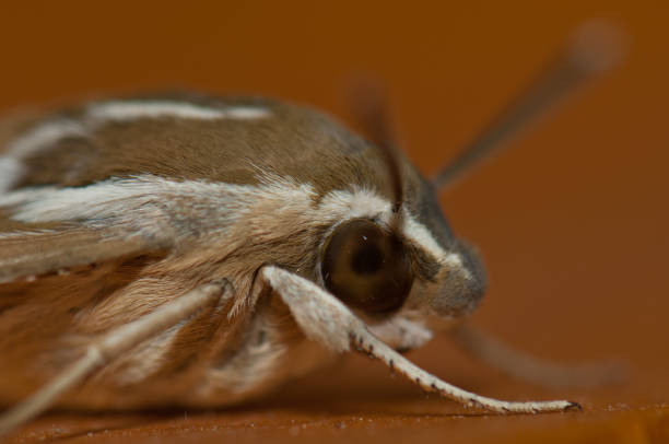 istock White-lined sphinx Hyles lineata, Cruz de Pajonales. 1277099784