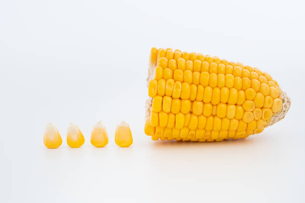 흰색 배경에 고립 된 껍질을 벗긴 코브 커널의 옥수수 - corn seed cross section raw 뉴스 사진 이미지